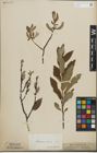 Foto von Salix lapponum L. x Salix silesiaca Willd.